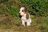 PTIT BASSET GRIFFON V.  007